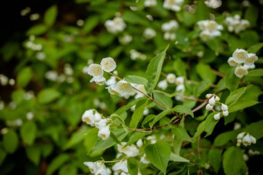 Çiçek açan yasemin çalısı yağmurdan sonra bir damla suyla. Yasemin çiçeğinin doğal arka planı