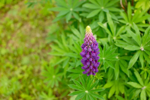 Nahaufnahme Der Rosafarbenen Blüten Von Lupinus Allgemein Bekannt Als Lupine — Stockfoto