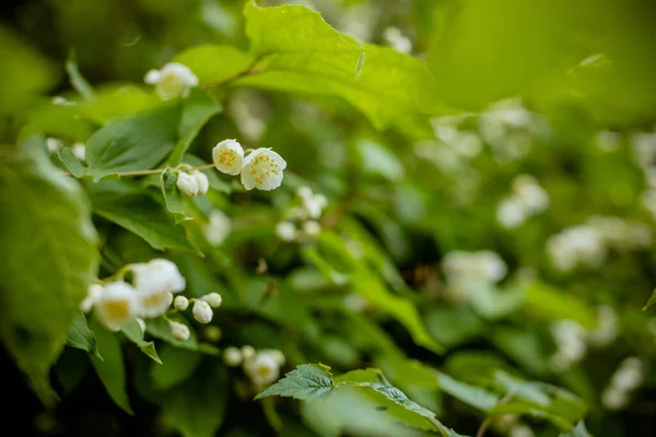 雨の後に水の滴でジャスミンの茂みを開花させます ジャスミンの開花の背景 — ストック写真