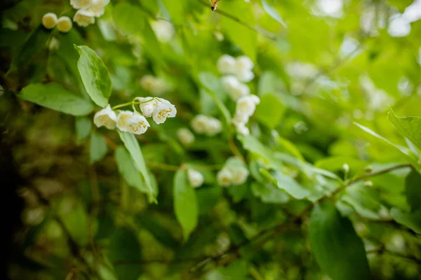 Blommande Jasminbuske Med Droppar Vatten Efter Regn Naturlig Bakgrund Blommande — Stockfoto