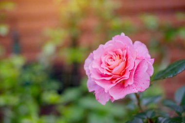 Bahçede açan pembe gül.