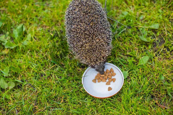 Wild Hedgehog Eating Dog Bowl — Stock Photo, Image