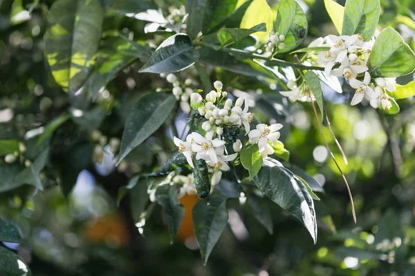 Blossoming orange tree