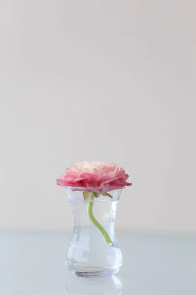Růžový Pryskyřník v malé skleněné vázy — Stock fotografie