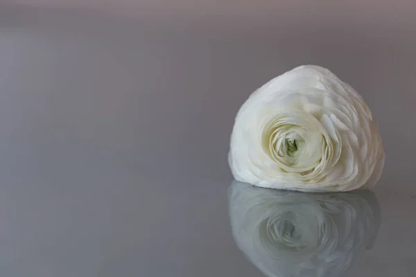 Белый цветок ранункула над легким ваккругом — стоковое фото