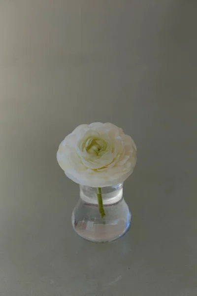 Белый цветок в стакане воды — стоковое фото