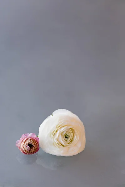 Bílé a růžové Pryskyřník — Stock fotografie