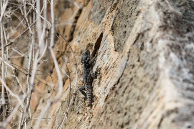 Taş duvara tırmanma gri kertenkele 