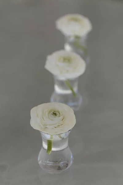 Три белых цветка ранункула в стакане воды — стоковое фото