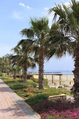 Palmiye ağaçları Bulvarı'nda büyüyen