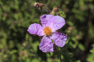 Güzel çiçek sarı ercik ve mor yaprakları ile