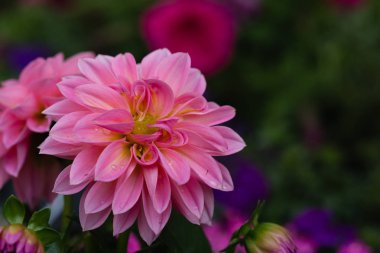 Güzel pembe dahlia çiçeği