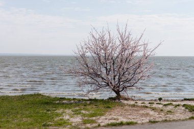 Kiraz çiçek açması ağaç göl kıyısında