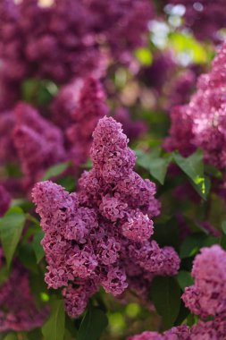 Çiçekli leylak ağacı