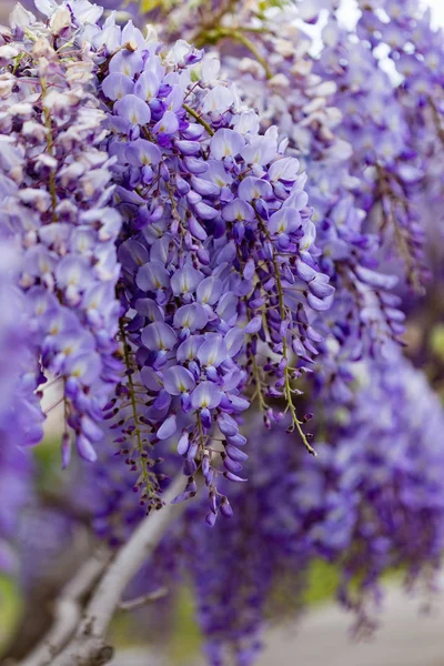 Wisteria piękny kwiat — Zdjęcie stockowe