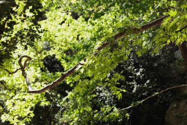 Çınar ağacı dalı güneşli günde vurdu