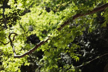 çınar ağacı dalı