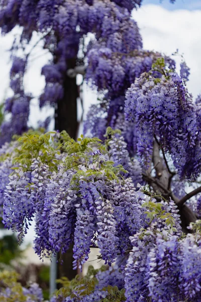 Wisteria piękny kwiat — Zdjęcie stockowe