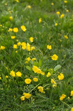 Küçük sarı çiçekler.