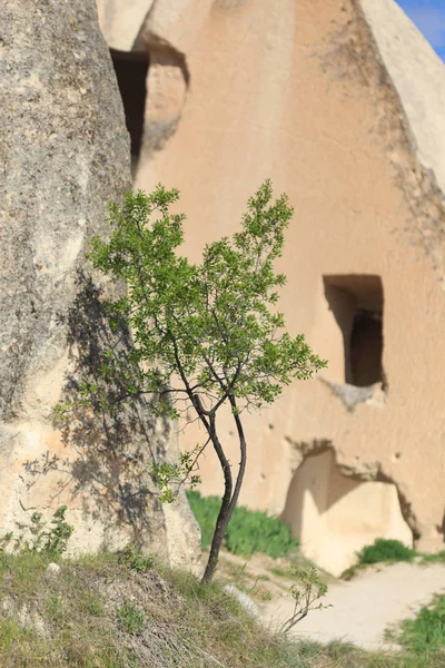 Kis fa egyre Cappadocia cave templom előtt — Stock Fotó