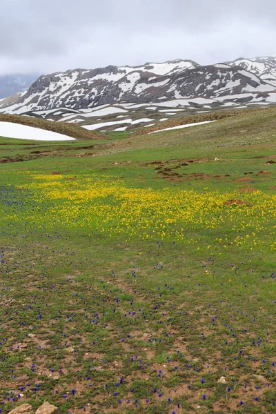 Paysage de montagne avec fleurs jaunes et bleues et neige fondante — Photo