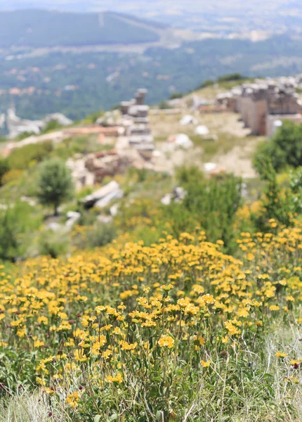 Κίτρινα λουλούδια με βουνό — Φωτογραφία Αρχείου