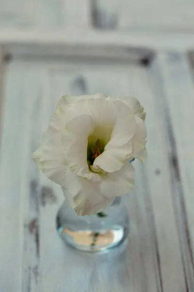 Bílý Lisianthus ve skle nad bílým venkovním pozadím — Stock fotografie