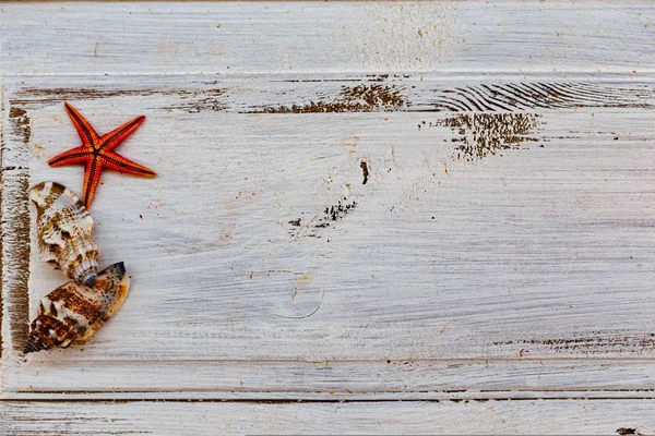 Seastar czerwony i muszle na białym tle rustykalnym — Zdjęcie stockowe