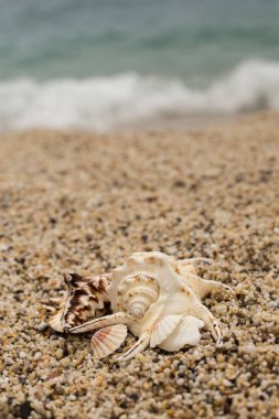Deniz kabuklarını küçük çakıl plaj