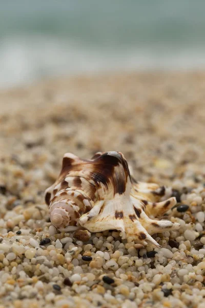 Schöne Muschel gegen verschwommenes Meer — Stockfoto