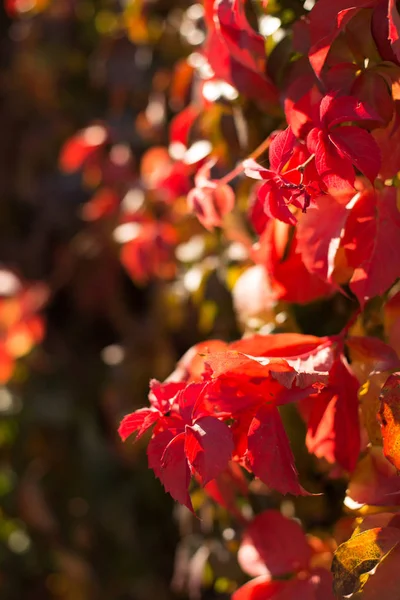 Vahşi üzümlerin renkli yaprakları