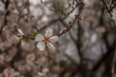 Badem çiçek açması treee Şubesi
