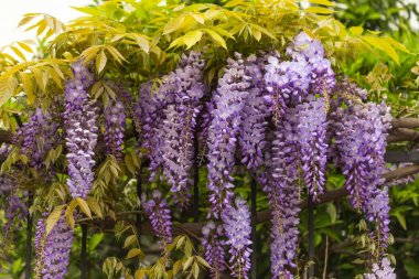 Bahar konsepti. Güzel mor wisteria çiçekler metal çit üzerinde büyüyen.