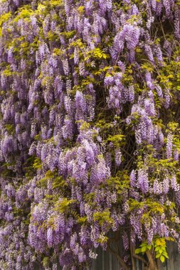 Bahar konsepti. Güzel çiçeklenme mor wisteria çiçeklerarka plan. Dikey kompozisyon.