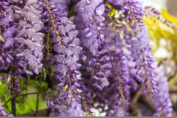 Koncepcja Wiosna Glicynii Piękne Kwiaty Kwitnące Kompozycja Pozioma Strzał Płytkiej — Zdjęcie stockowe