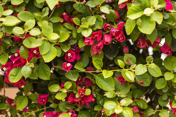 Concepto Verano Flores Florecientes Bouganvillea Fondo Composición Horizontal — Foto de Stock