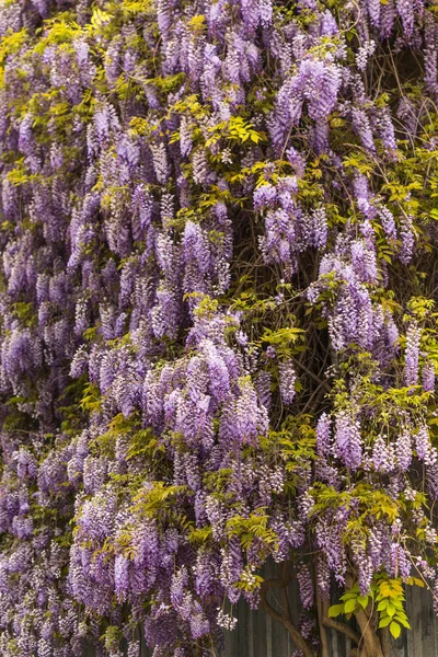 Koncepcja Sprężyn Piękne Kwitnące Fioletowe Kwiaty Wisteria Tle Kompozycja Pionowa — Zdjęcie stockowe