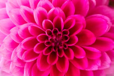 Pembe dahlia makro Dükkanı. Alan sığ derinliği ile vurdu.