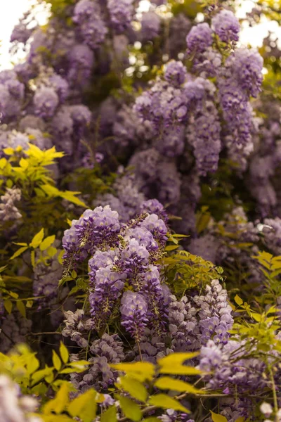 美丽的盛开的紫藤拍摄与浅深的场 垂直组合 — 图库照片