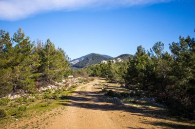 Seyahat ve trekking kavramı. Çam ormanları ile kaplı dağları yolunda. Yatay kompozisyon.