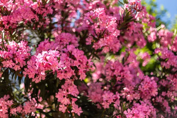 Цветочный Фон Горизонтальный Снимок Розового Цветка Олеандра Сделанный Резком Освещении — стоковое фото
