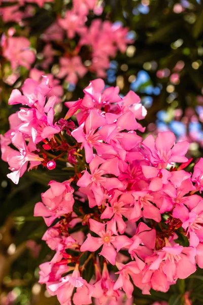 Вертикальный Кадр Розового Олеандра Красивого Боке — стоковое фото