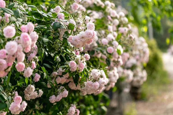 Concepto Primavera Verano Hermosa Rosa Trepadora Flor Rosa Composición Horiozontal — Foto de Stock