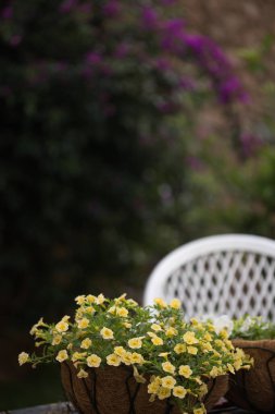 Bahar ve yaz konsepti. Bulanık duvara karşı sarı kalibreli çiçeğin dikey çekimi 