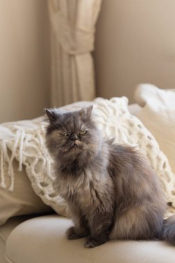 Monokrom boho tarzında bir iç mekanda Pers kedisi