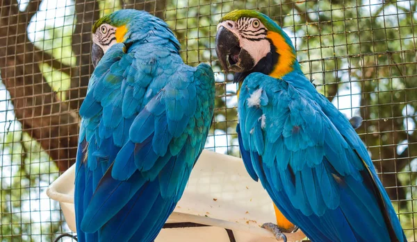 Une paire de perroquets — Photo