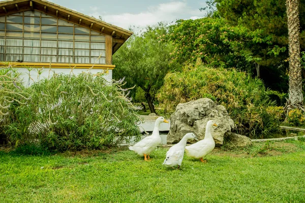 Una familia de patos en un parque — Foto de Stock