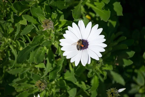 Una sola flor blanca con una abeja — Foto de Stock