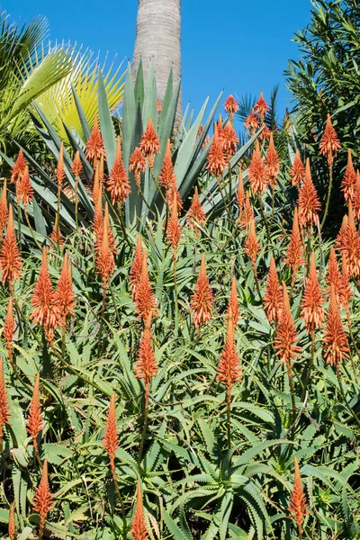 Aloe Çiçek Bahçesi