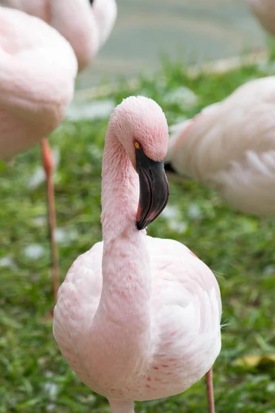 Flamingo bir portre — Stok fotoğraf